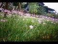 王舟 - 虹
