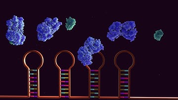 Regulation of Intracellular Iron Homeostasis