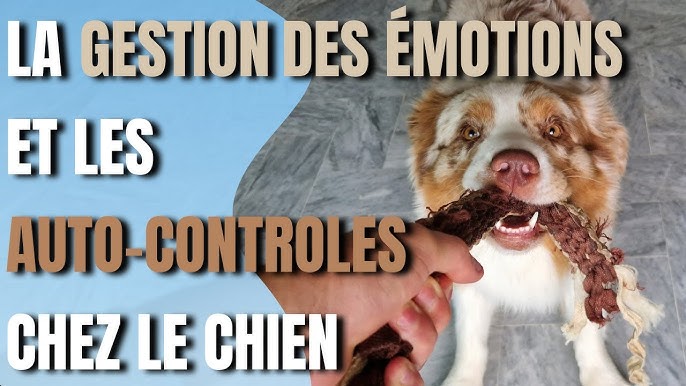 3 exercices surprenants qui transforment votre chien