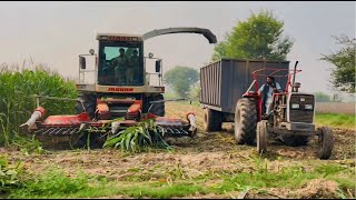 Silage Making Process || How to Make Maize Silage