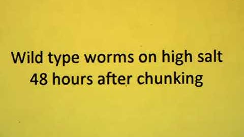 Wild Type C. elegans on high salt plates, 48-hour observation