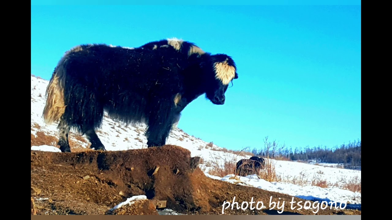 Архангай Булган сум дуу Булган тамирын хангай Bulgan sun tamiriin hangai