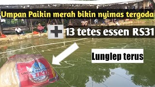 Umpan jitu dadakan ikan mas langsung tes di empang lomba