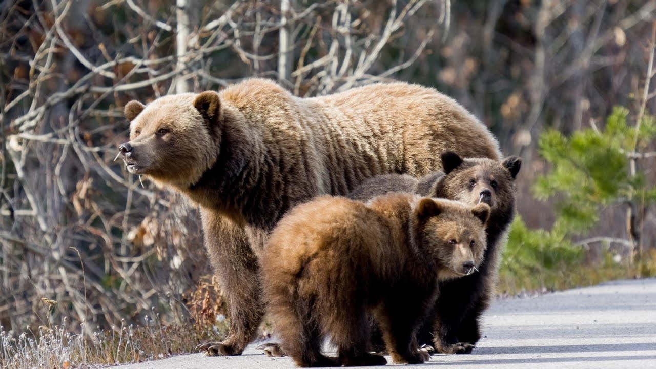 What Colour Is A Grizzly Bear