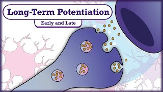 Memory and Learning: Long-Term Potentiation (LTP)