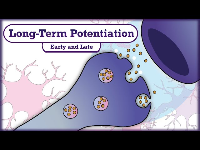 Memory and Learning: Long-Term Potentiation (LTP) class=