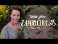 ZAMIOCULCA: veja este VÍDEO antes de COMPRAR