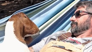 Man falls in love with blind lab goat