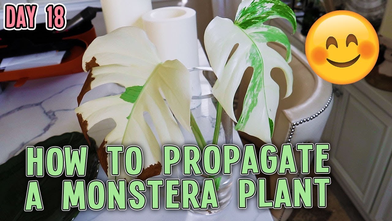 HOW TO PROPAGATE A MONSTERA PLANT | VLOGMAS DAY 18 - YouTube