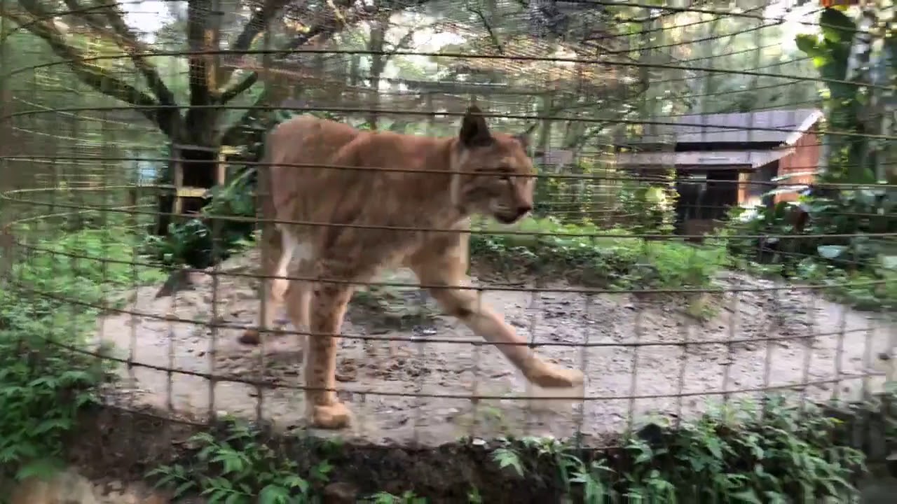 cheetah running speed Q&A at Big Cat Rescue- Follow along as Keeper Brittany shows you many of the Lions, Tigers, Leopard