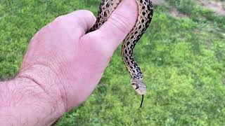 Gopher snake catch and release, Trabuco Canyon, California