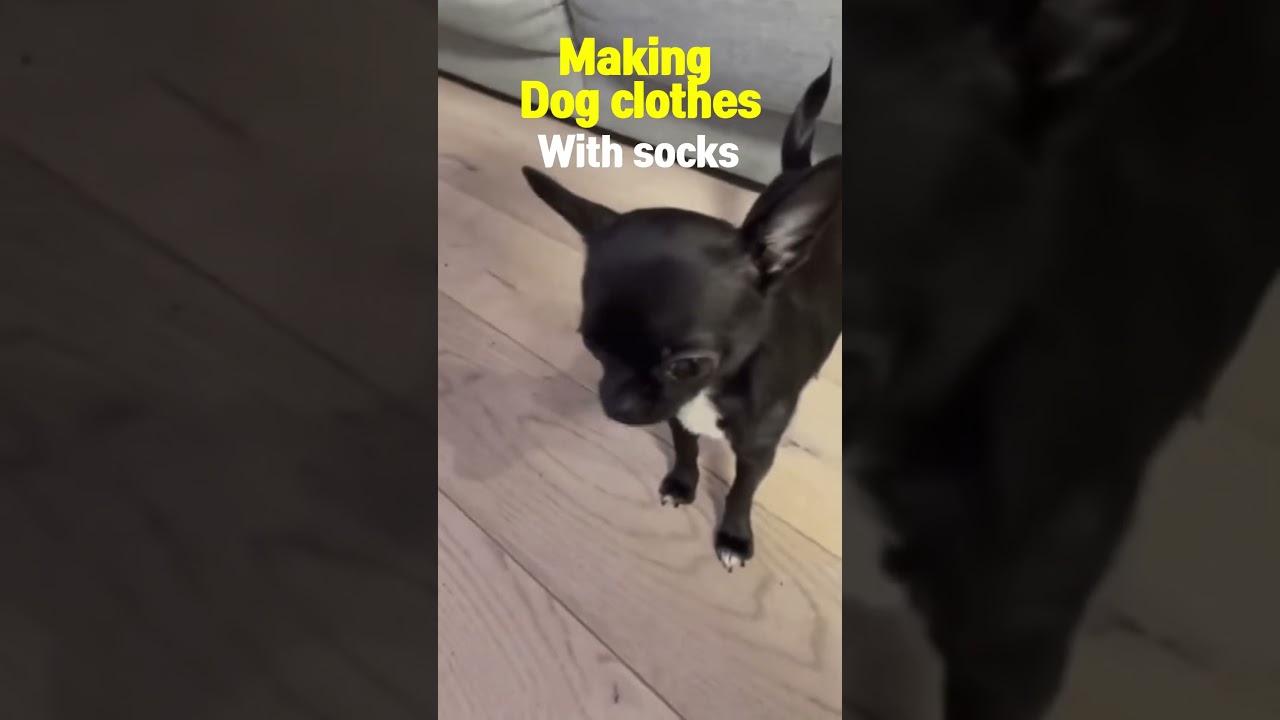 Making dog clothes with socks