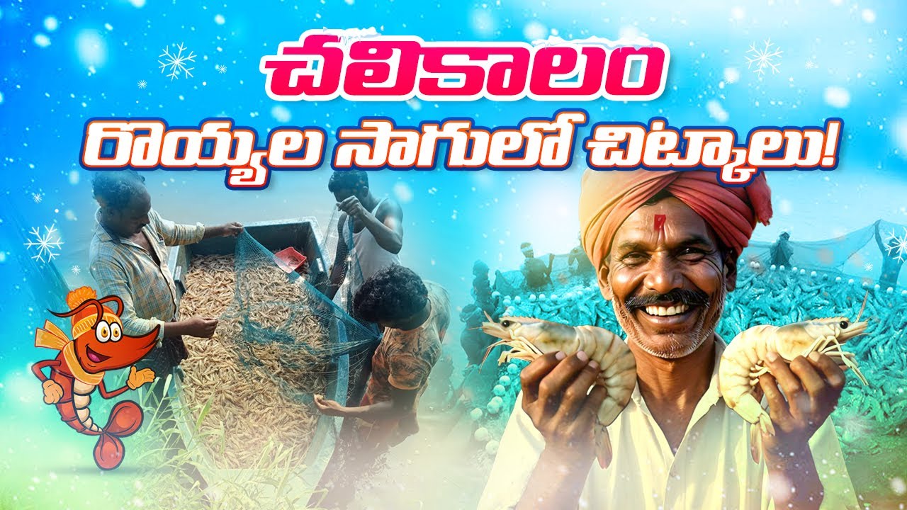 Shrimp farming tips in winter season | Aquaculture | Tips in vannamei shrimp farming