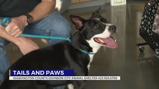 Meet Cuddles, Angel And Other Pets Up For Adoption In Our Friday Edition Of Tails And Paws