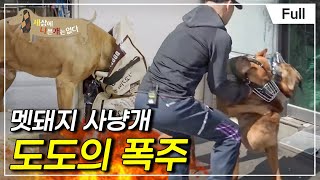 [Full] 세상에 나쁜 개는 없다  멧돼지 사냥개 도도의 폭주