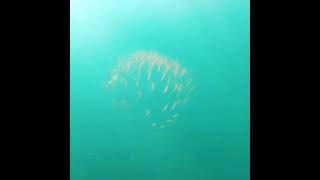 medusa redonda