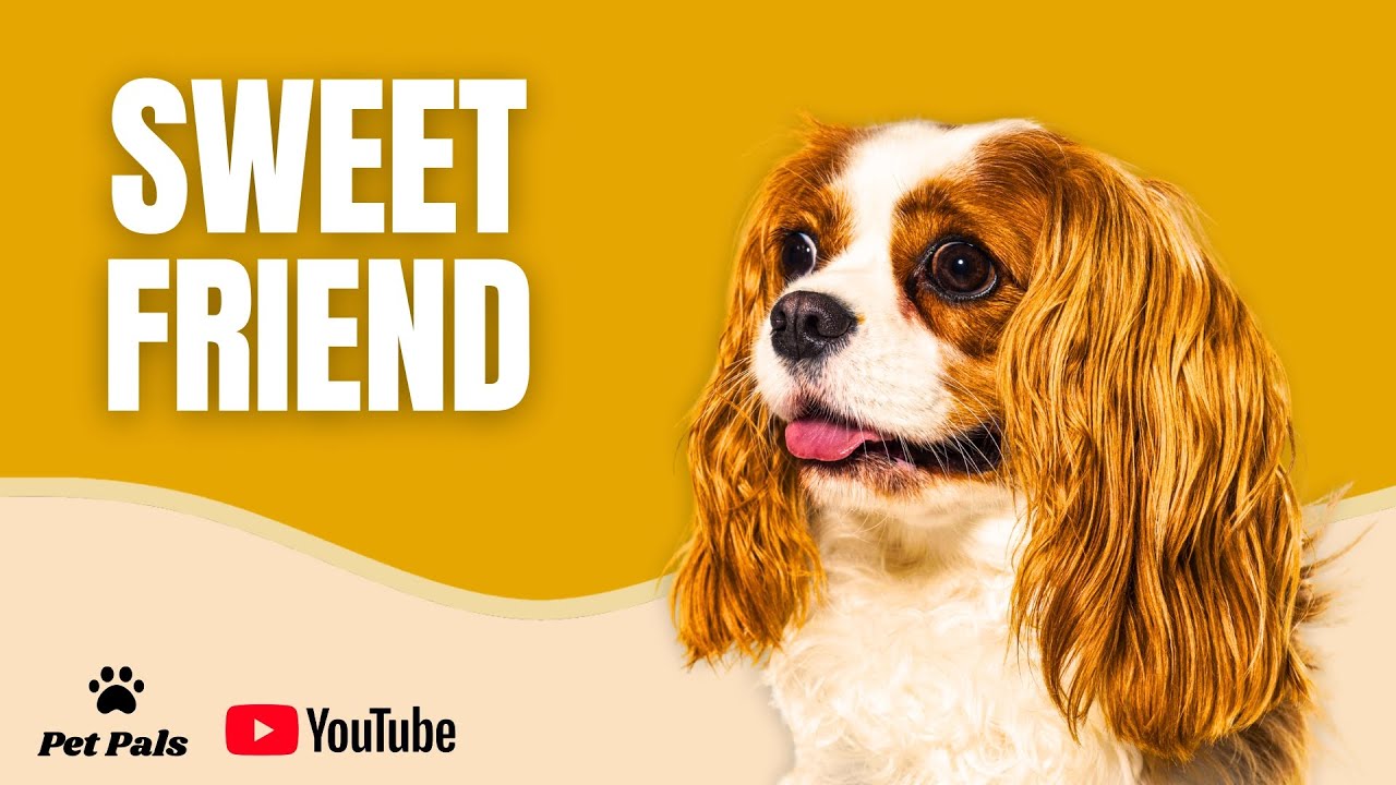 What Makes the Cavalier King Charles Spaniel So Special