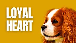 What Makes the Cavalier King Charles Spaniel So Special