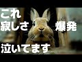 うさぎが本当に寂しいほど見せる3つの仕草と理由