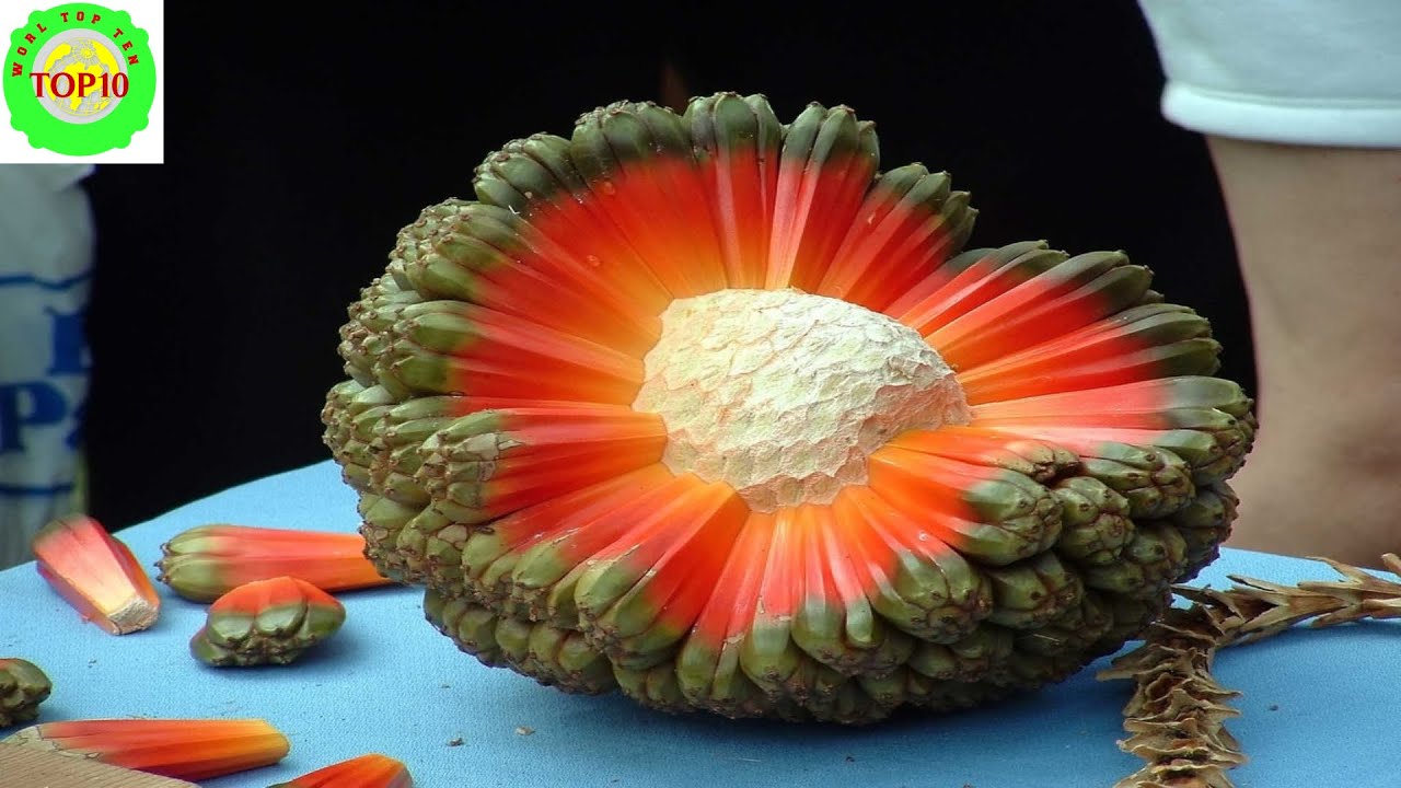 world top 10 weirdest fruits - youtube