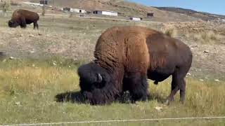 Bison Elk