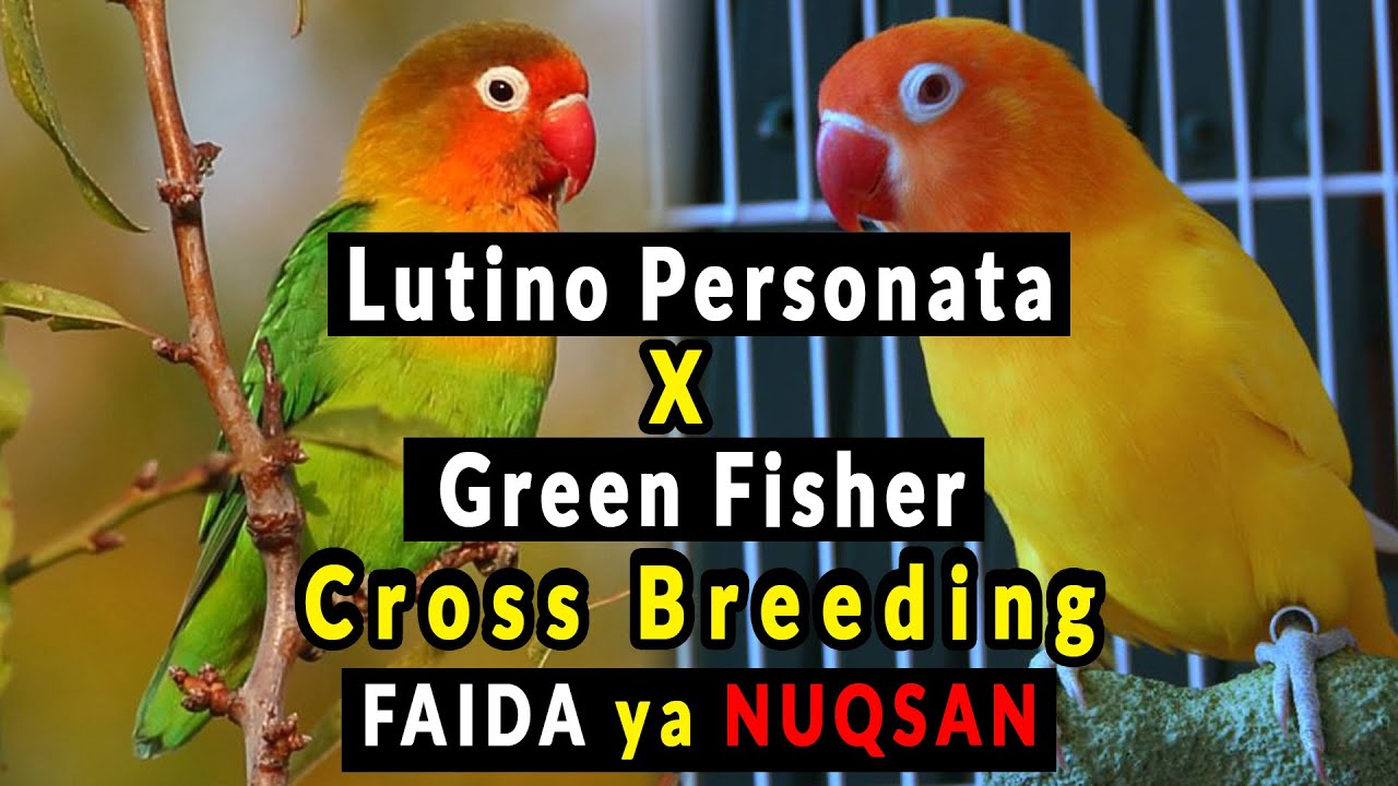 Green Fisher x Lutino Personata cross breeding | Fisher x Lutino | Cross Breed | Faida ya Nuqsan