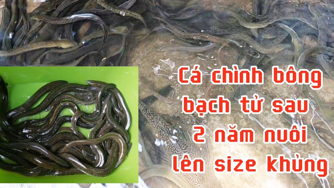 cá chình bông bạch tử sau 2 năm nuôi | Stream eel