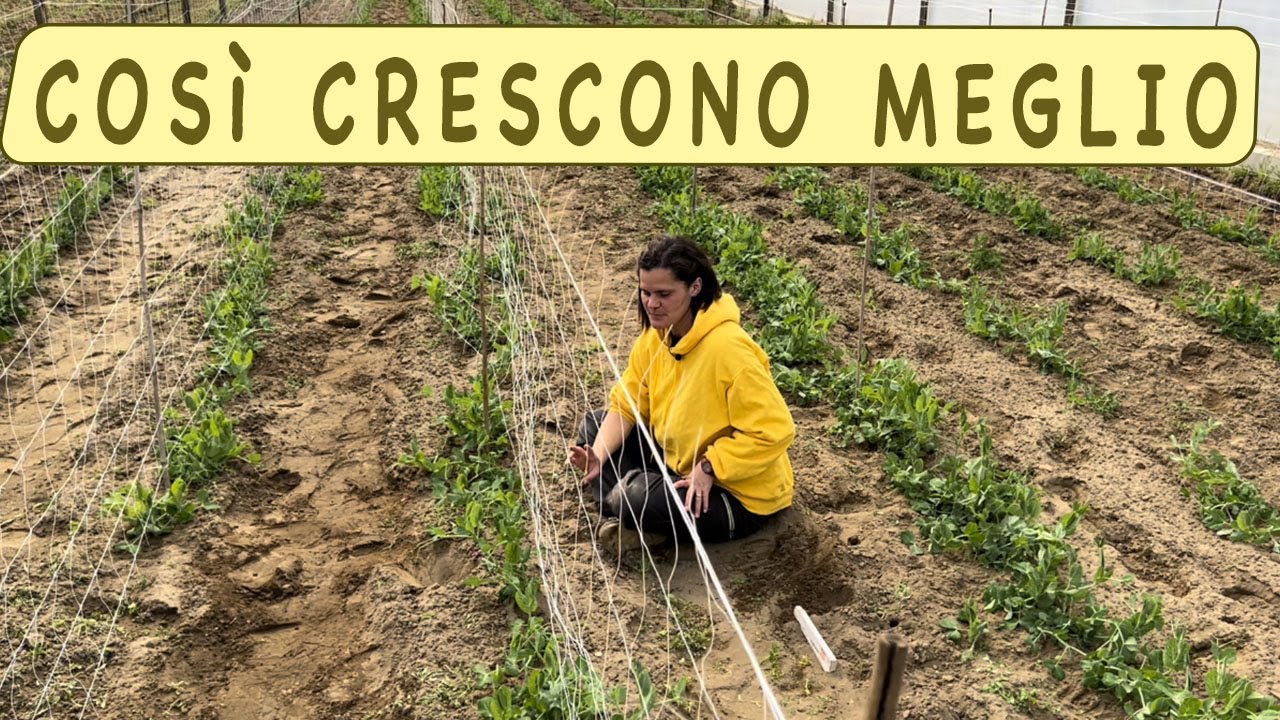 coltivare i PISELLI - come mettere la rete