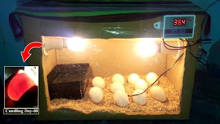 DIY Cardboard box egg incubator | DAY-08 | Candling Eggs | Birds Palace