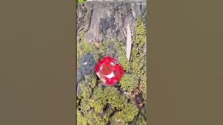Ruby vs Garnet: Don’t Buy Until You Watch This!