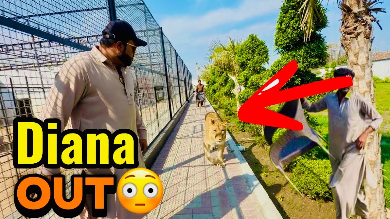 Diana cage say bahir nikal aye 😱bohat mushkil say manage Kia Sara 😳(mian saqib)