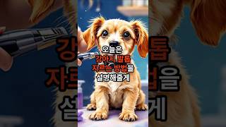 [강아지정보나라] 강아지 발톱 자르기 순서와 방법