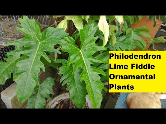 Philodendron Lime Fiddle Ornamental Plants Like Philodendron Dragon  Variegated