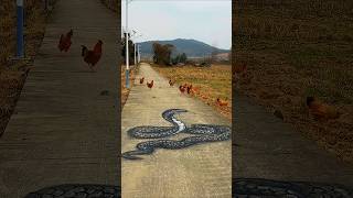The Funniest Chicken Illusion Ever! #shorts #trending #explore #urbanillusionstudios  #funny