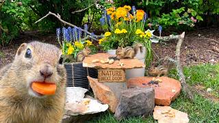 Funny Garden Friends – Squirrels, Chipmunks and a Cozy Spring Corner | CAT TV | No Ad Interruptions screenshot 1