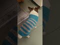 ticon sisä vessa #chihuahua