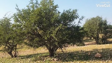 القرآن الكريم سورة الفاتحة سورة الاعلى سورة الغاشية
