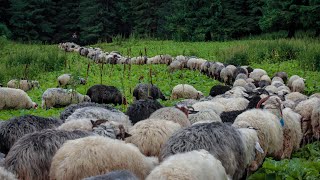 Розлучення овець 2021. Вівці в Карпатах