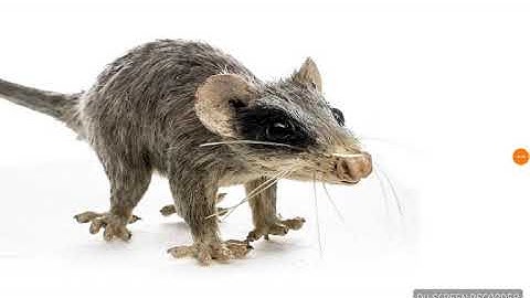 Walking with Dinosaurs: Prehistoric Planet 3D (Text to Speech)