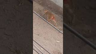 बाप रे बाप🤣🤣 #funny #monkeychallenge #shorts#viral🤣😂🤪😂🐵🙉🤪🐒🙉