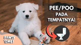 Tips Mengajarkan Anjing Untuk Buang Air pada Tempatnya! | Potty Training 101