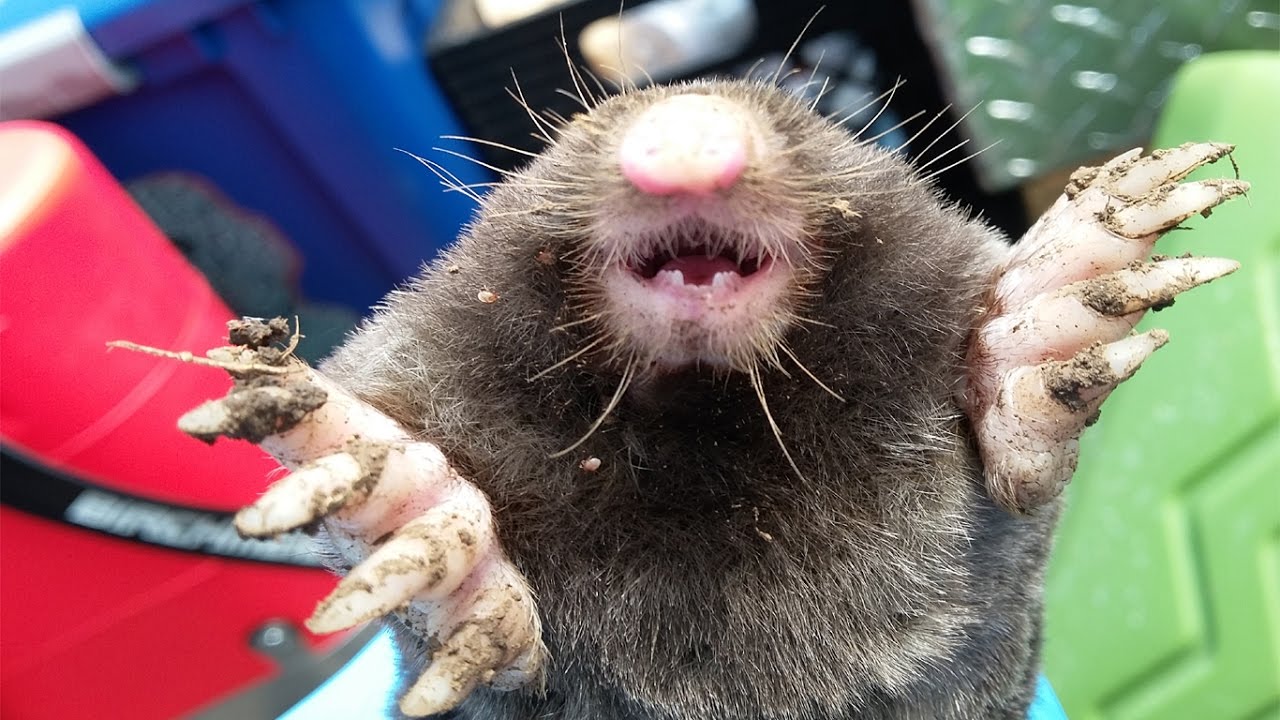 That Time We Caught a Live Mole - Bug Zapper Pest Control