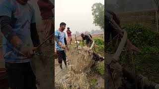 Draining Water with Shallow Machine to Catch Fish #PondDraining #TraditionalFishing