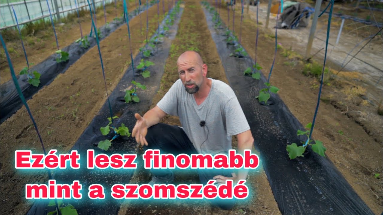 Uborkatermesztés, tápanyag adagolás.