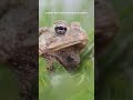 Silent Screams: Unlocking the Mysteries of Ultrasonic Communication in Frogs #science #research