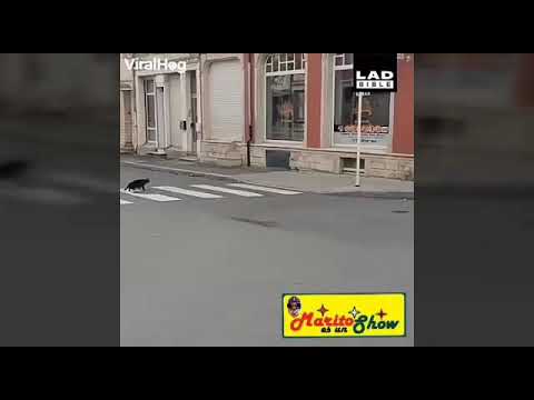 upload image Para reir un poco sus cribance a mi canal se lo voy agradecer si quieren videos graciosos me disen