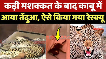 Leopard Attack: Damoh में कड़ी मशक्कत के बाद काबू में आया तेंदुआ, ऐसे किया गया Rescue | MP News