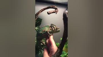 How to handle a aggressive veiled chameleon 👍🏻