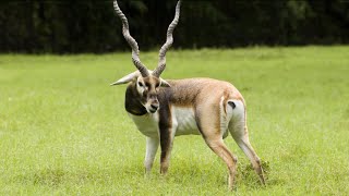 Mind Blowing Facts About Antelopes You Didn't Know!