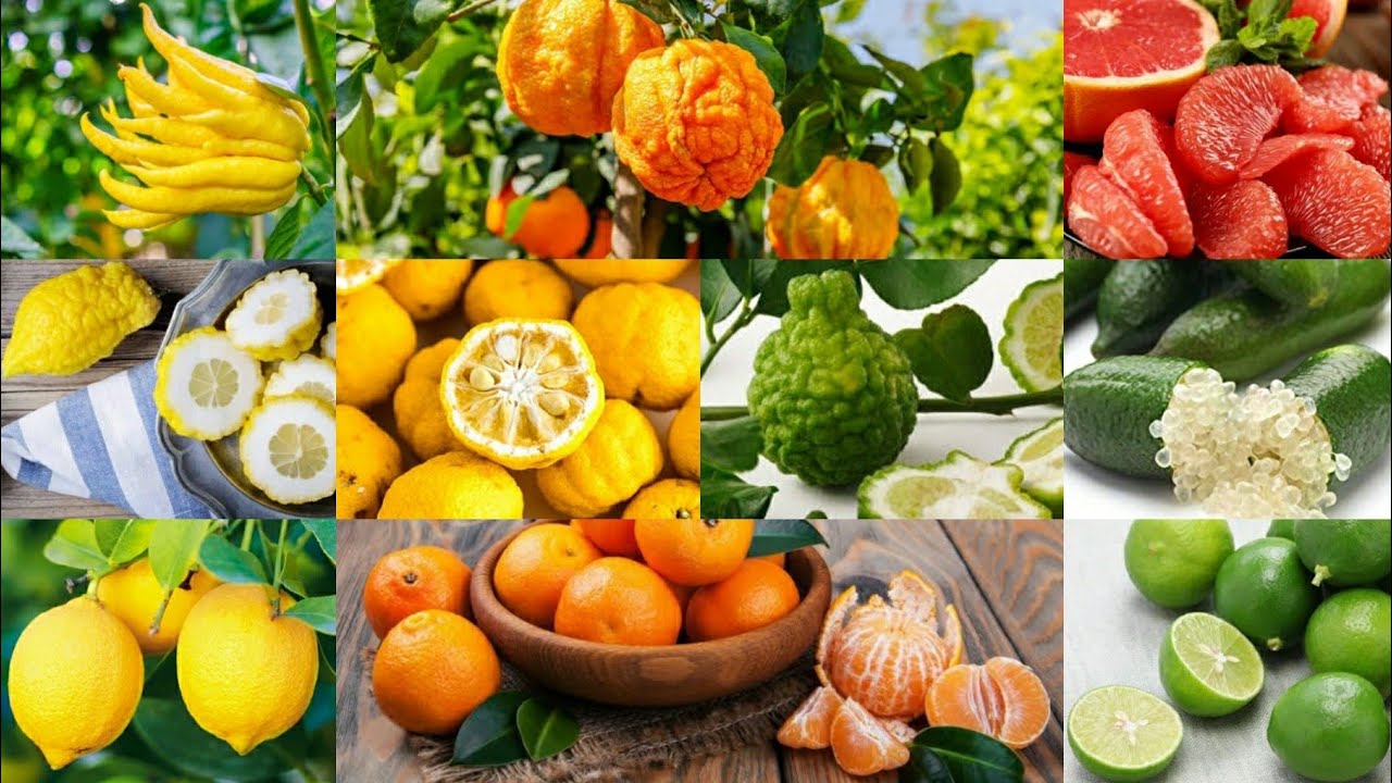 LIST OF CITRUS FRUITS, THEIR NAMES AND IMAGES